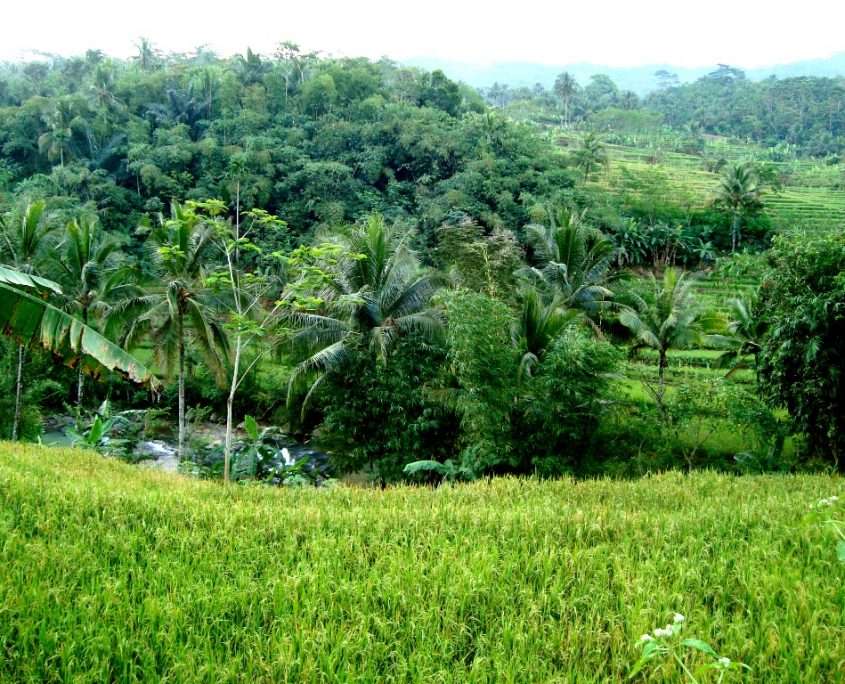Standar Organik dan Penggunaan Pestisida di Indonesia