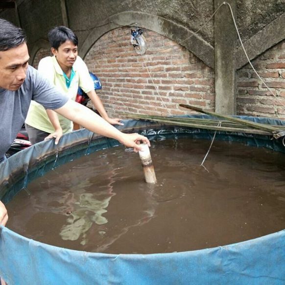 LPPSLH Panen Ikan Patin Hasil Budidaya Dengan Teknik Bioflok