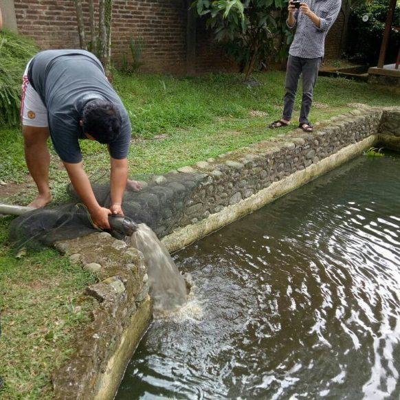 LPPSLH Panen Ikan Patin Hasil Budidaya Dengan Teknik Bioflok