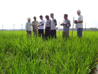Sekolah Lapang Pengendalian Hama Terpadu