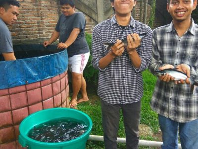 LPPSLH Panen Ikan Patin Hasil Budidaya Dengan Teknik Bioflok