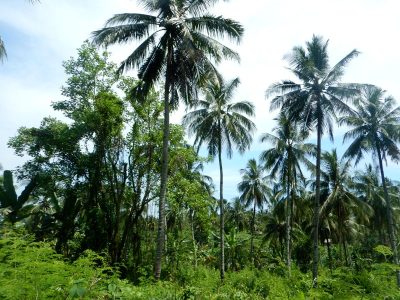 Potensi sumberdaya alam di Nusakambangan