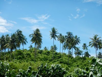 Kepedulian LPPSLH Terhadap Pengembangan Metode Pertanian Berkelanjutan Di Indonesia