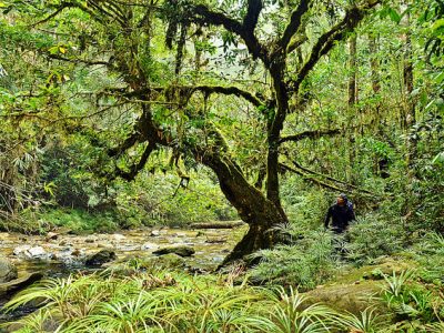 Reforma Agraria Kehutanan