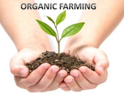 organic-farming