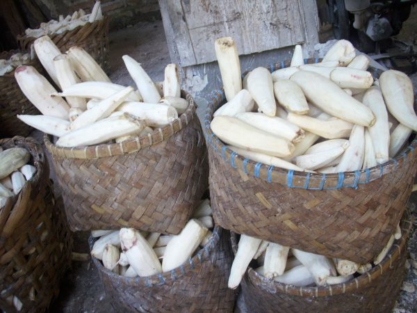 Singkong, bahan utama pembuatan mocaf