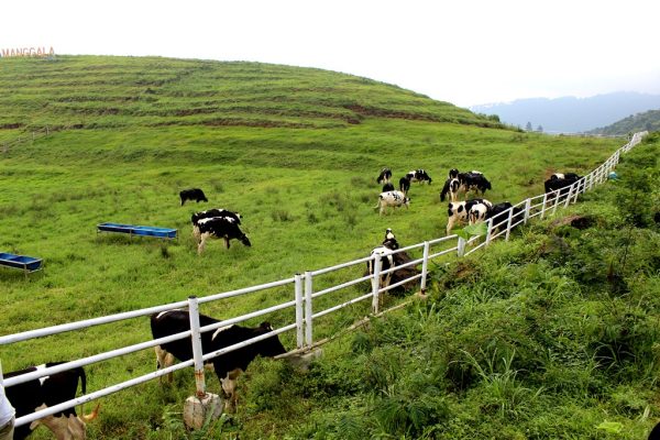 Peternakan Sapi Cilongok