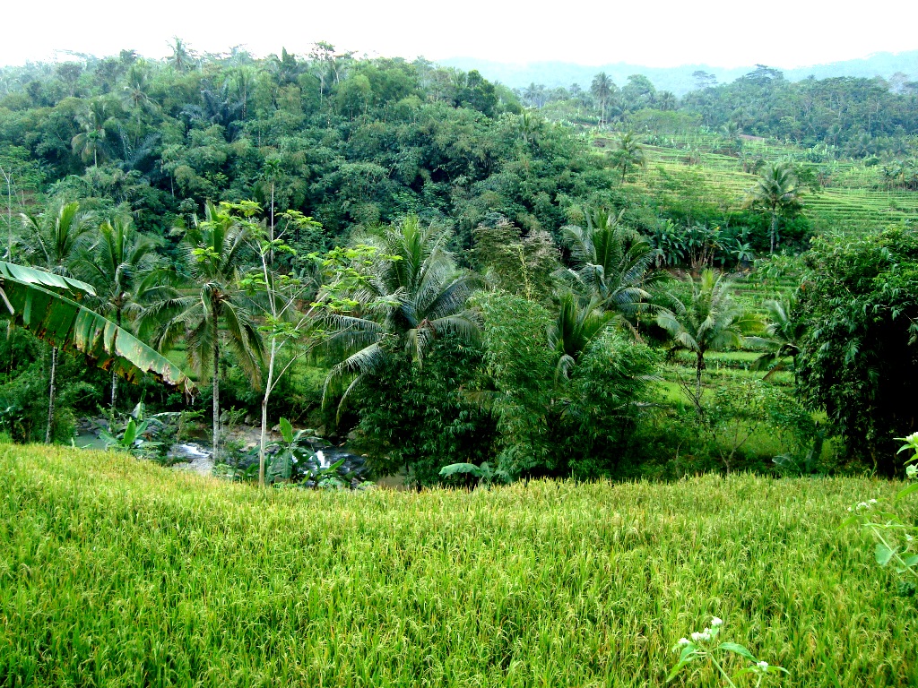 Standar Organik dan Penggunaan Pestisida di Indonesia