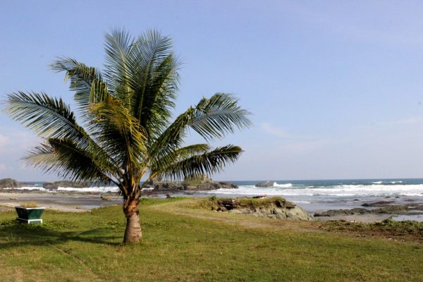 Potensi Pembangunan Industri Gula Kelapa Di Lapas